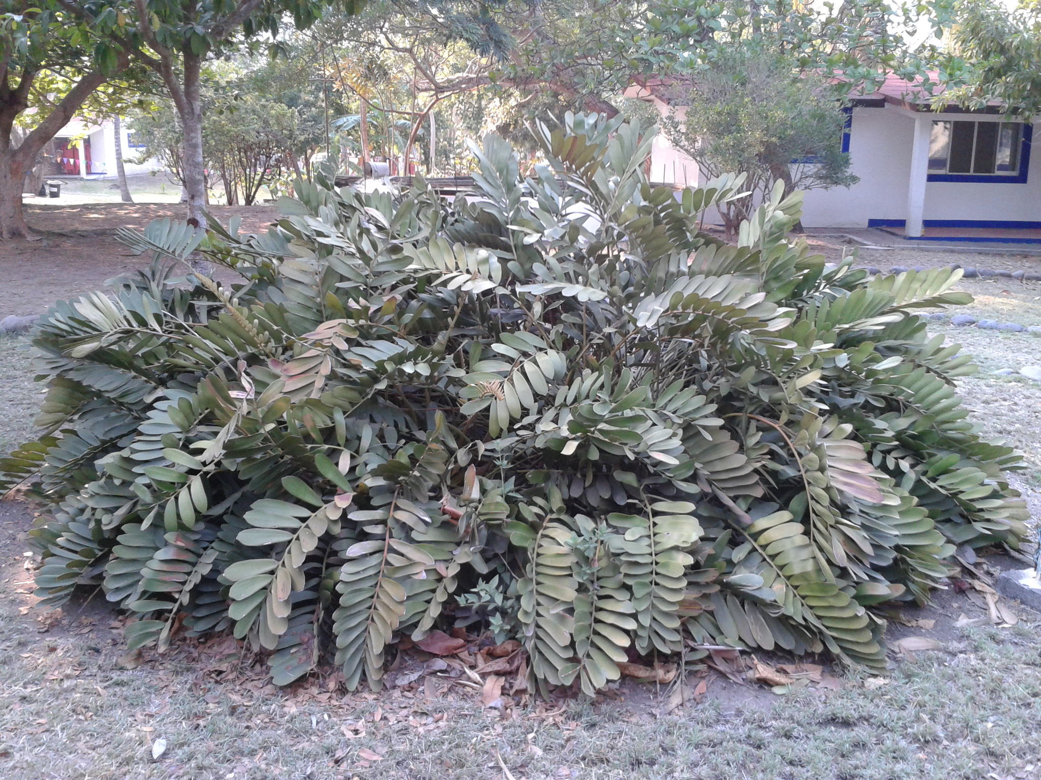 Zamia furfuracea